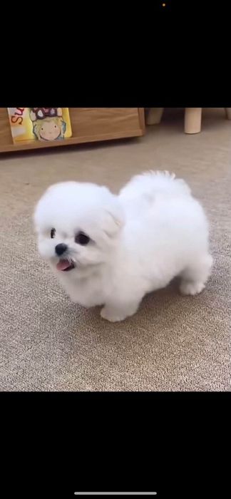 Bichon mini toy  ( White )