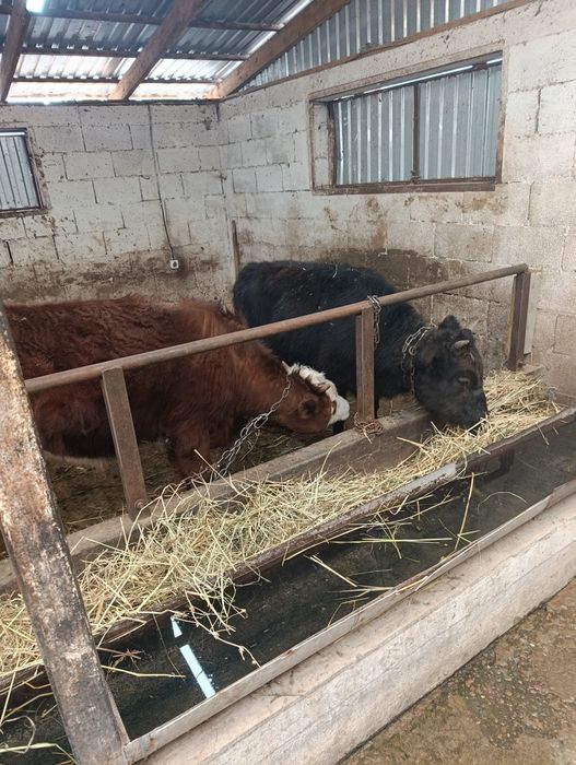 Продаются тёлки.