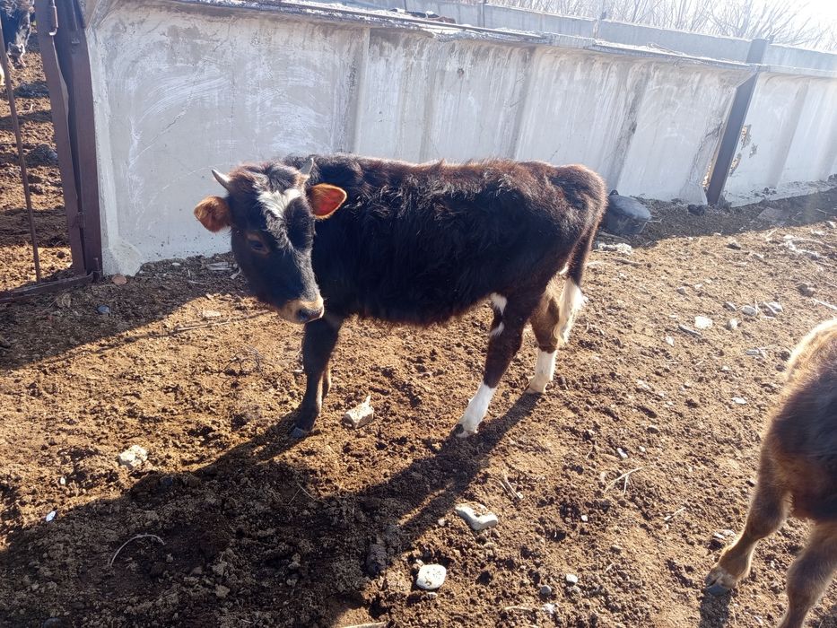 Продаётся 2 тёлочки