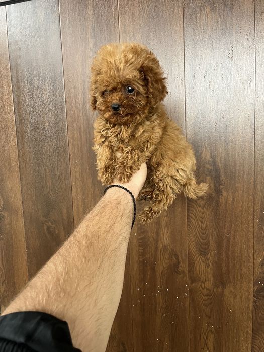 Тийкъп момичета пудел