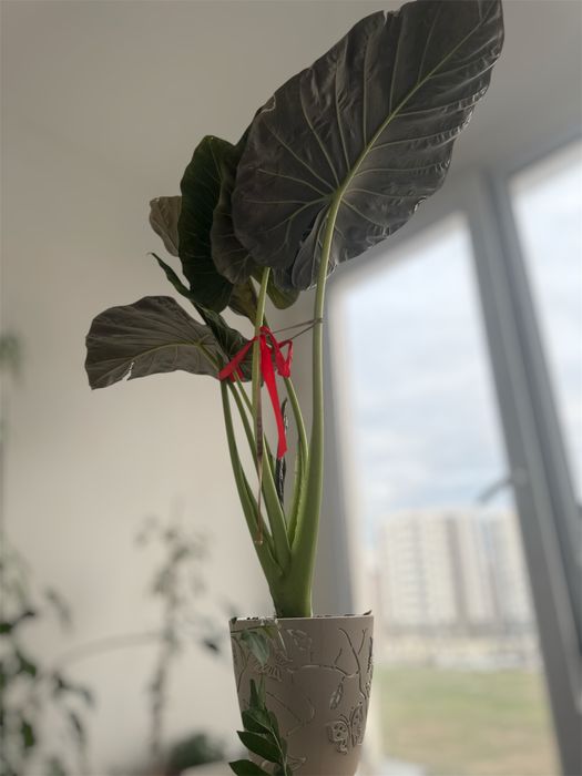 Срочно сатылады уй гулдери