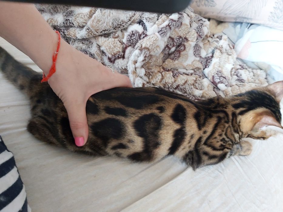 "Мини- Лео- Парды"- Бенгальские