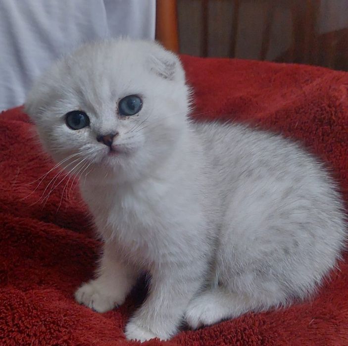 Скоттиш фолд девочки