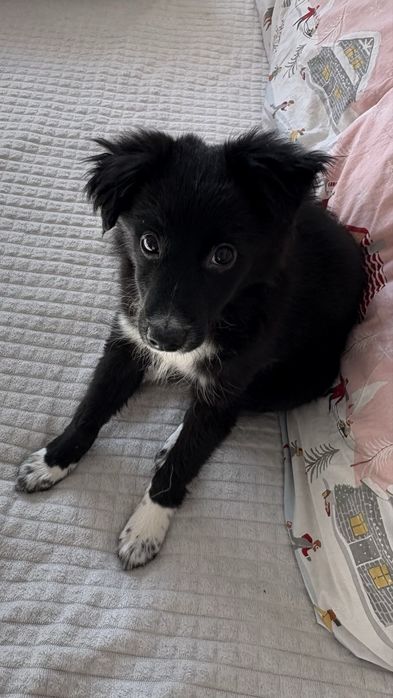 Отдам щенка в добрые руки