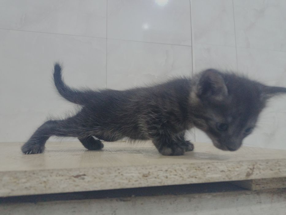 Отдам котят бесплатно