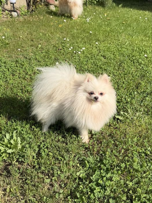 Mascul Pomeranian cu pedigree!