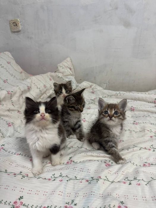 Отдам котят 1,5 в добрые руки