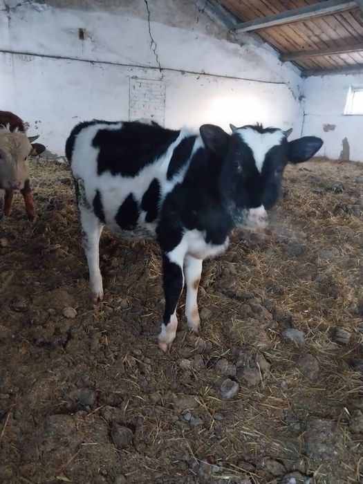 Продам КРС (Бычки, 7 голов)