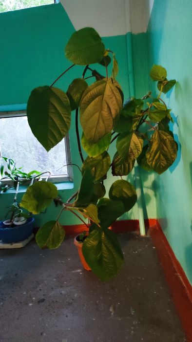 Цветы для дома и офиса