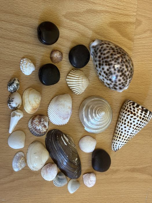 ракушки для аквариума или подделок