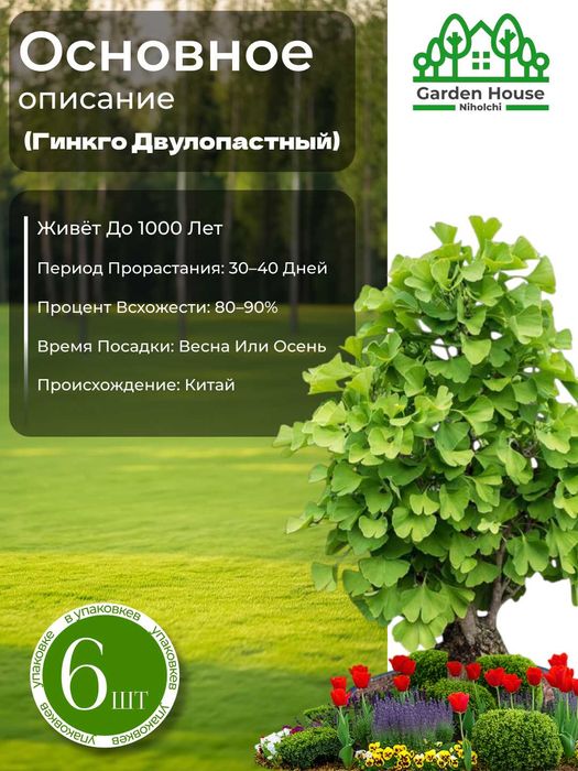 Ginkgo urug‘lari ikki parrakli relikt, 2 dona, o‘rmon burchagi