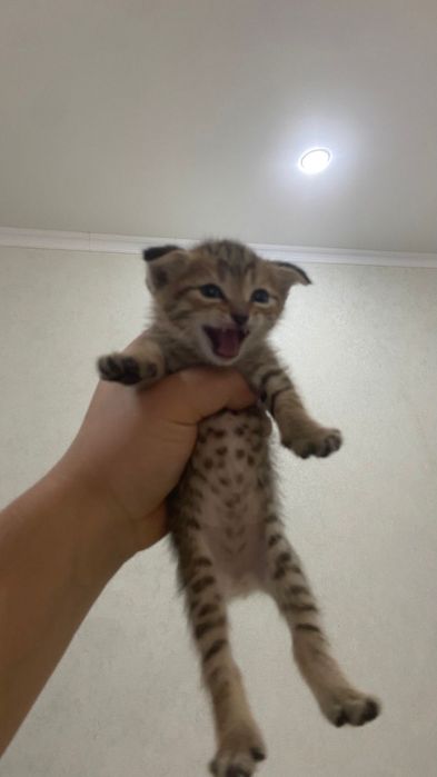 Шотландские кошки