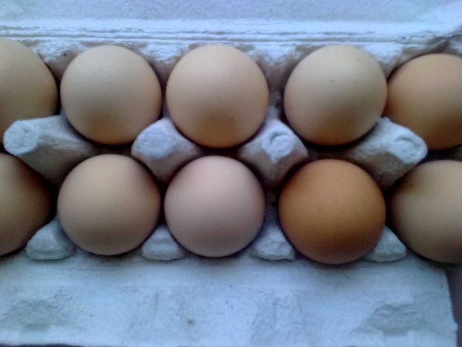 Oua proaspete Gaina,Prepelita.