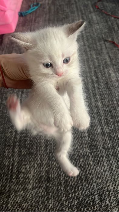 Котенок девочка