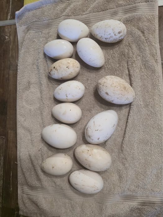 Гъши яйца за люпене