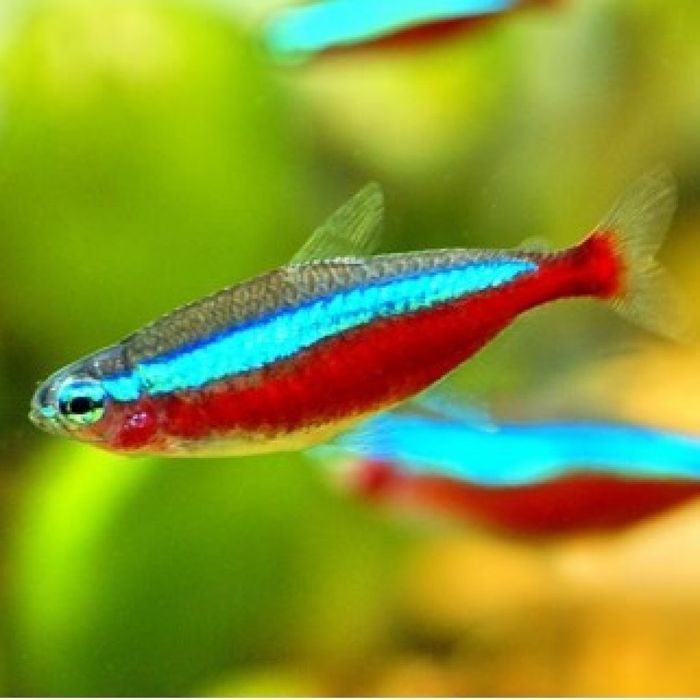 Красный неон продам