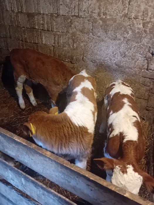 Vând 2 tăurași și o vițea de 3 săptămâni