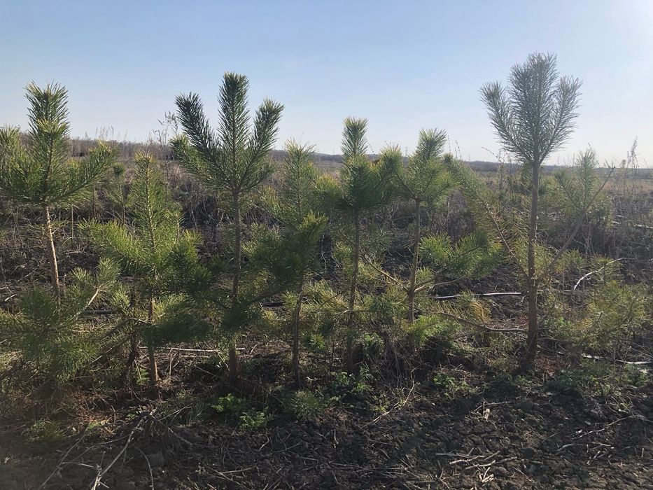 Продам саженцы сосны