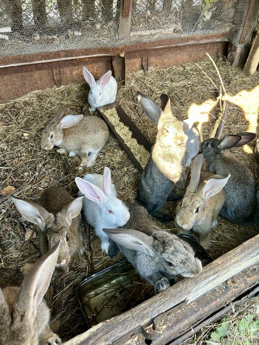 Крольчата  крупной породы.
