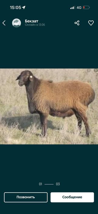 Кой кошкар токты баран