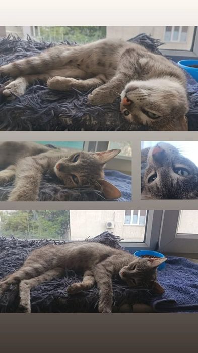 Кошечка в добрые руки