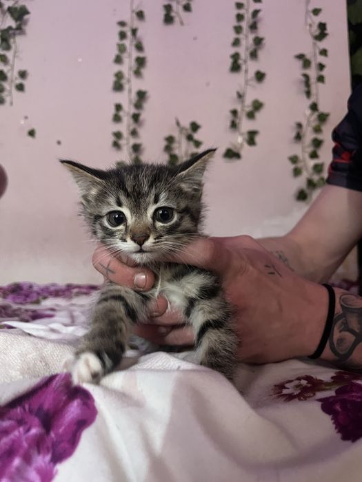 отдам котят в добрые руки