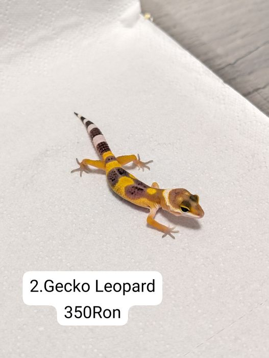 Soparla Gecko Leopard