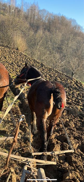 Vand iapa de 6 ani !