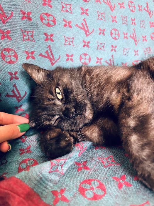 Кошка стерилизованная