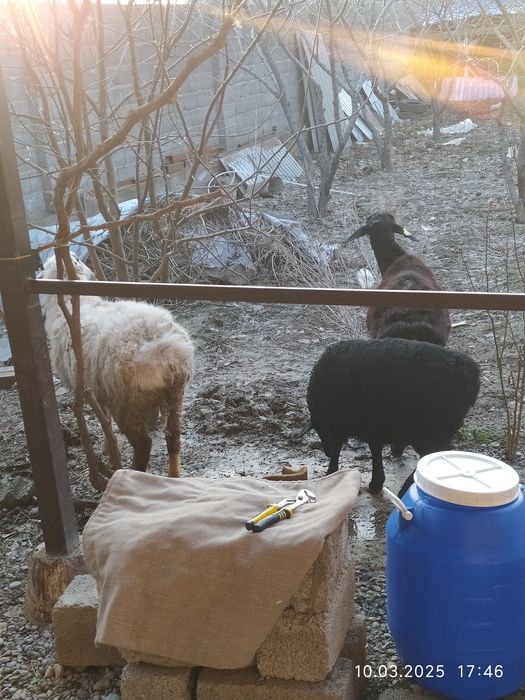 Келысым бар хабарласындар