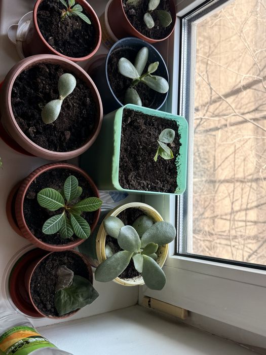 Продам комнатные цветы