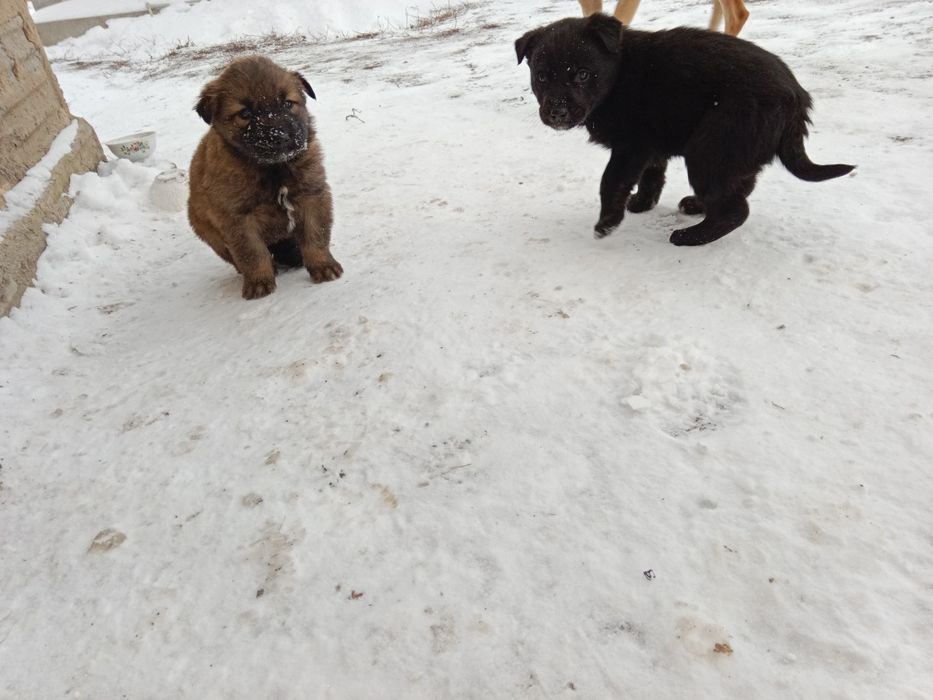 Щенки в хорошие руки