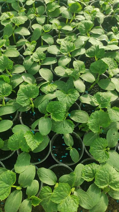 Предлагам разсад краставици, тиквички, пъпеши, дини