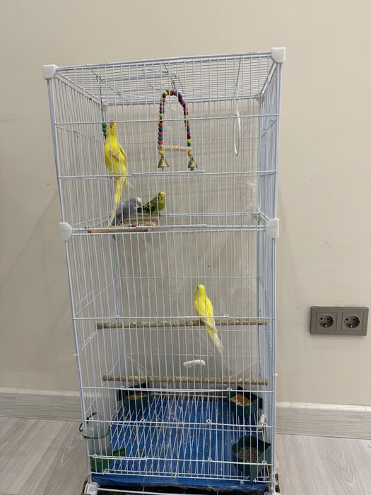 попугай + сетка вместе