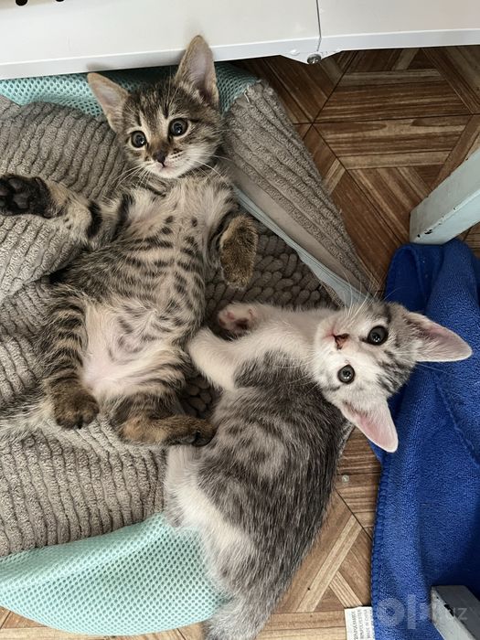 Отдам котят мальчиков в заботливые верные руки