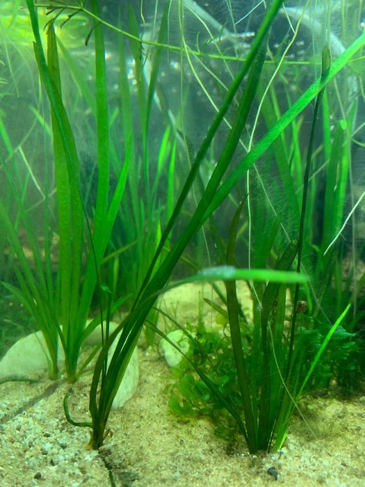 plante plutitoare pentru acvariu