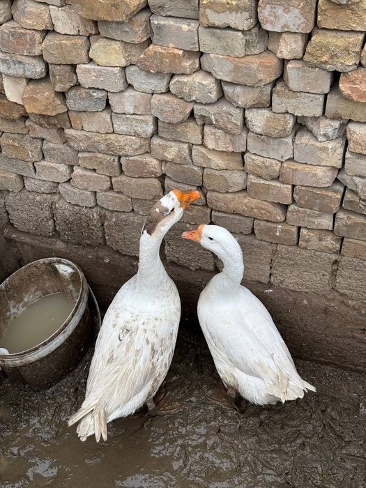 Индюк, индаутка, гоз сотилади срочний уйда бокилган