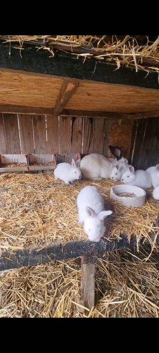 Vand femela UDT cu 6 pui