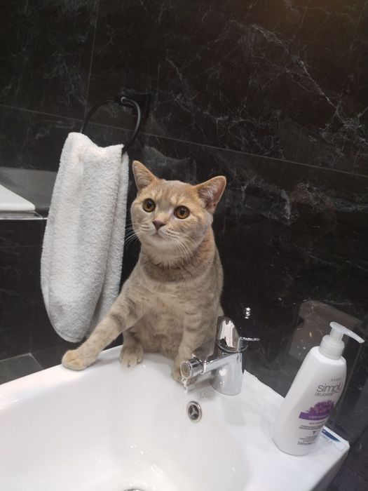 Породистая кошка мальчик для вязки не продается умная