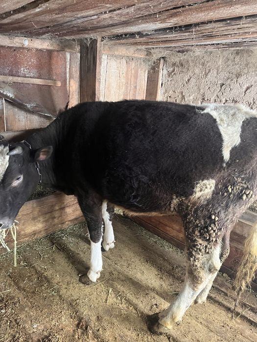 Продам тёлку на откорме