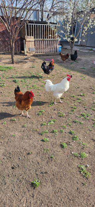 Петух 3-штук  молодой.