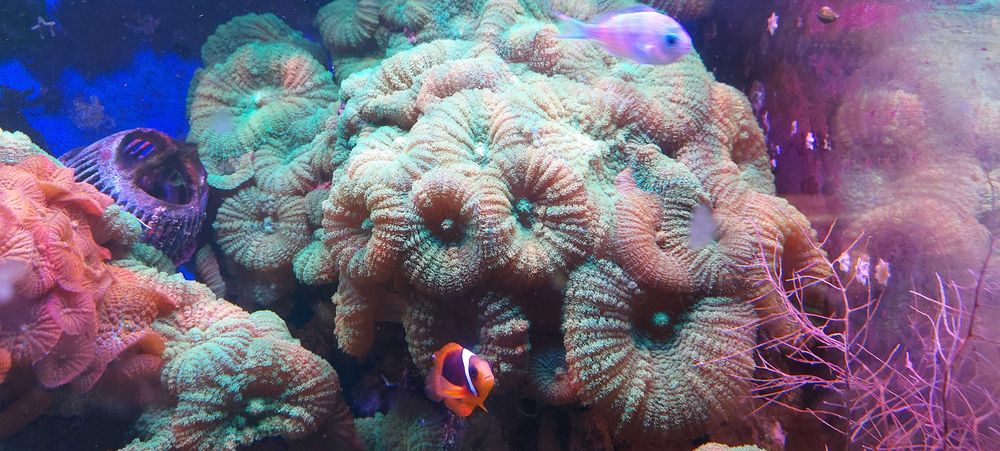 Vietuitoare de apa sarata