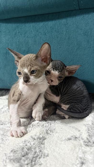 Канатский сфинкс