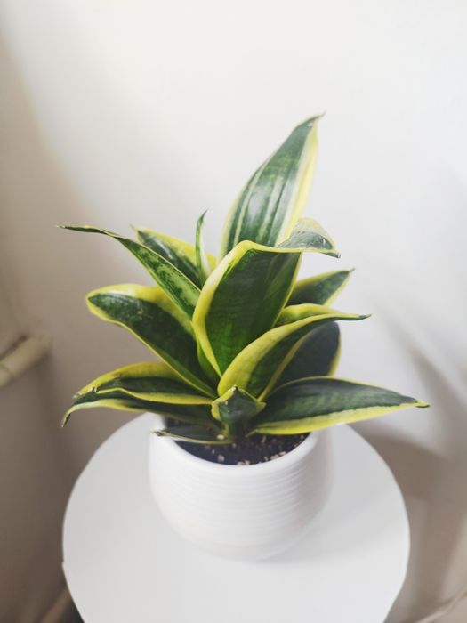 Сансевиерия в красивом кашпо