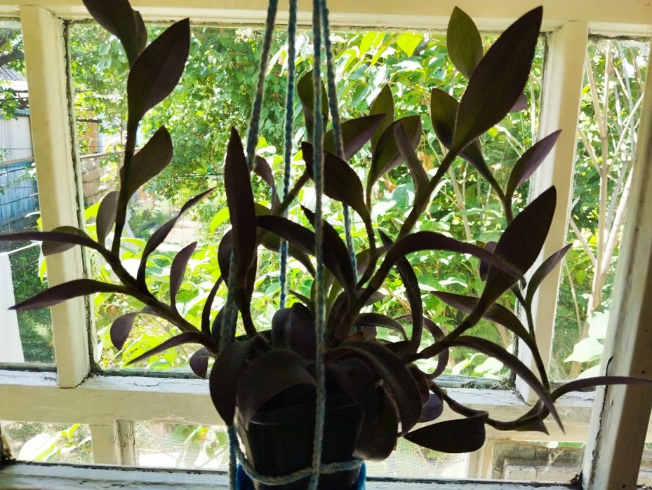 Продам/обменяю комнатные цветы