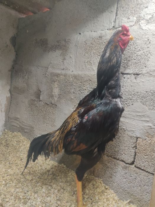 Дакан тауык кораз сатылады