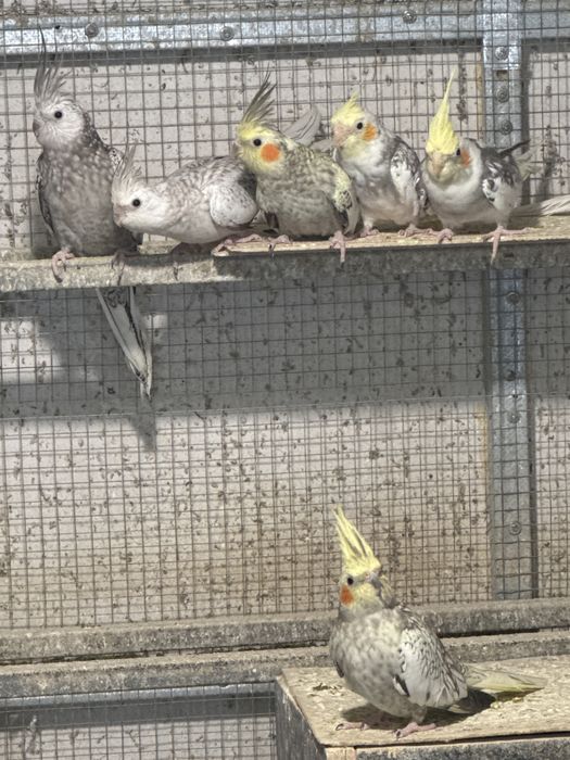 Продавам корели и вълнисти