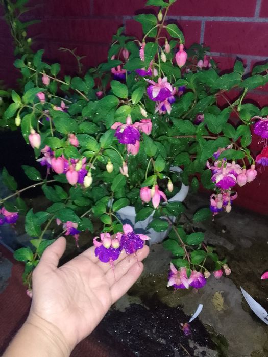 Продам цветы фуксии