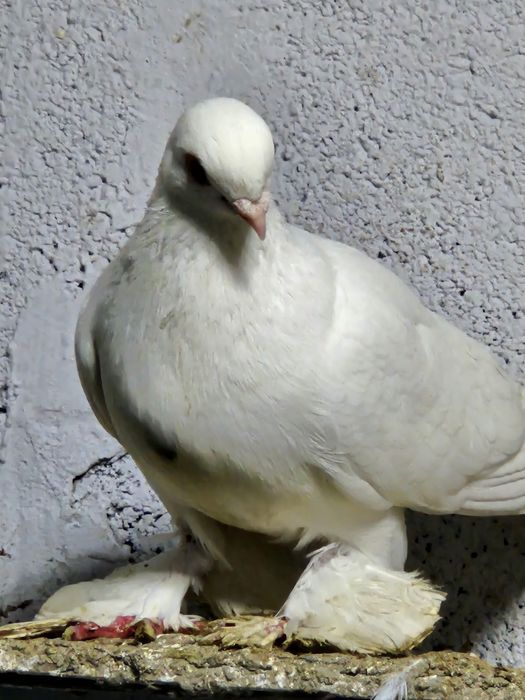 Продам белую самочку