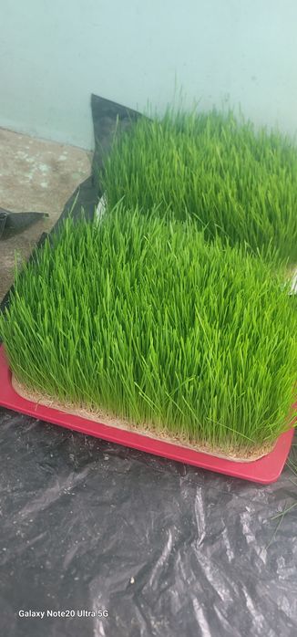 Undirilgan bugdoy gidraponika